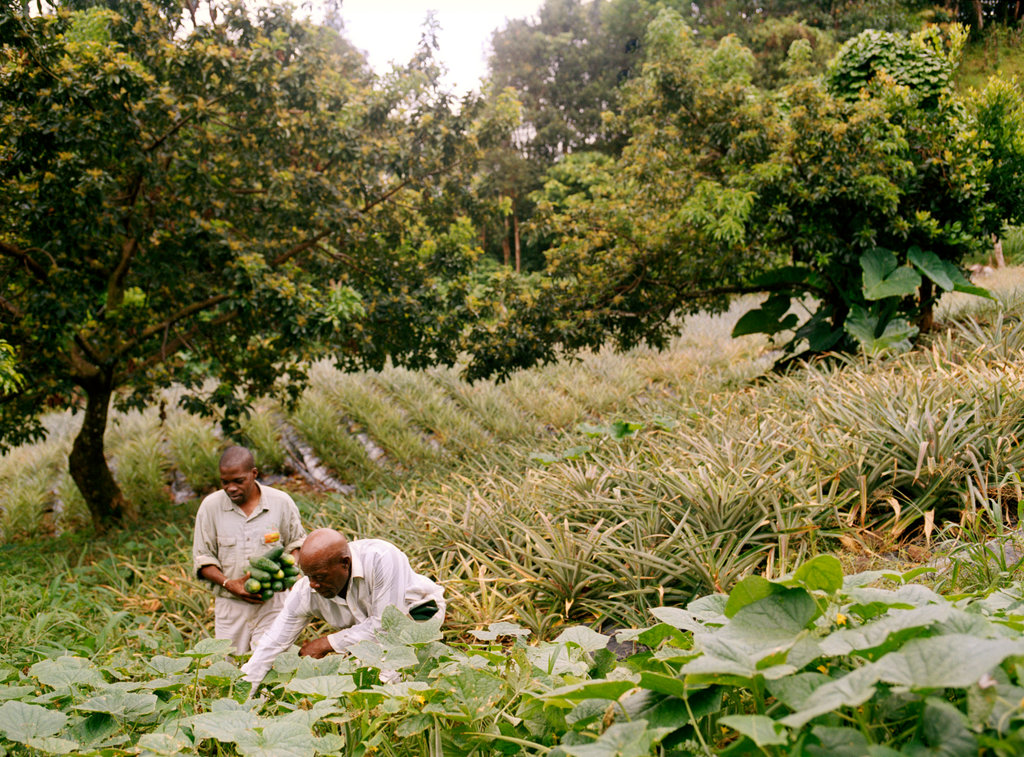 Regenerative Food Systems