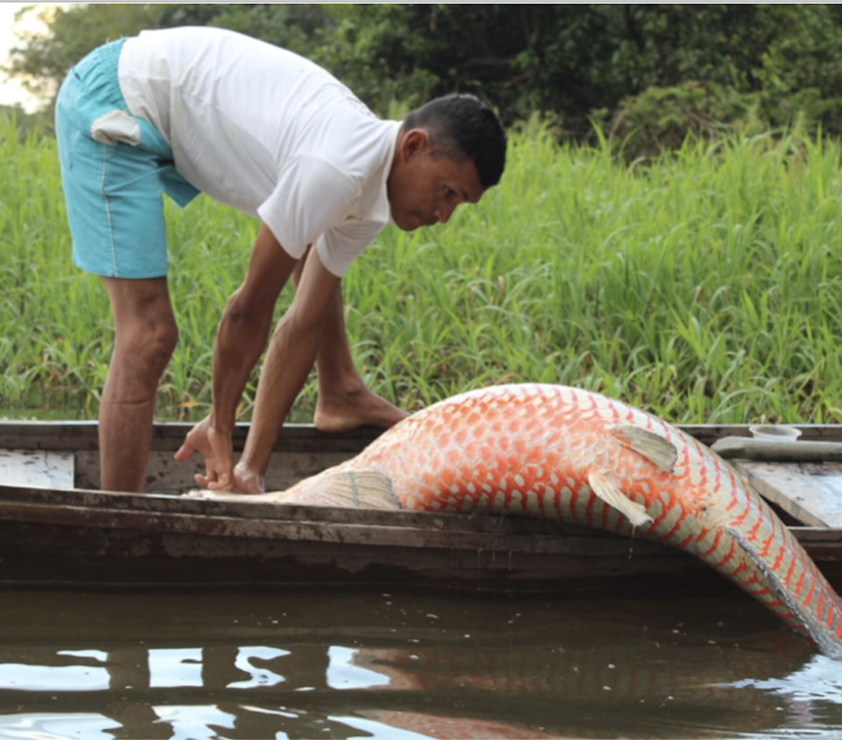 Investing in the Amazon’s Sustainable Development