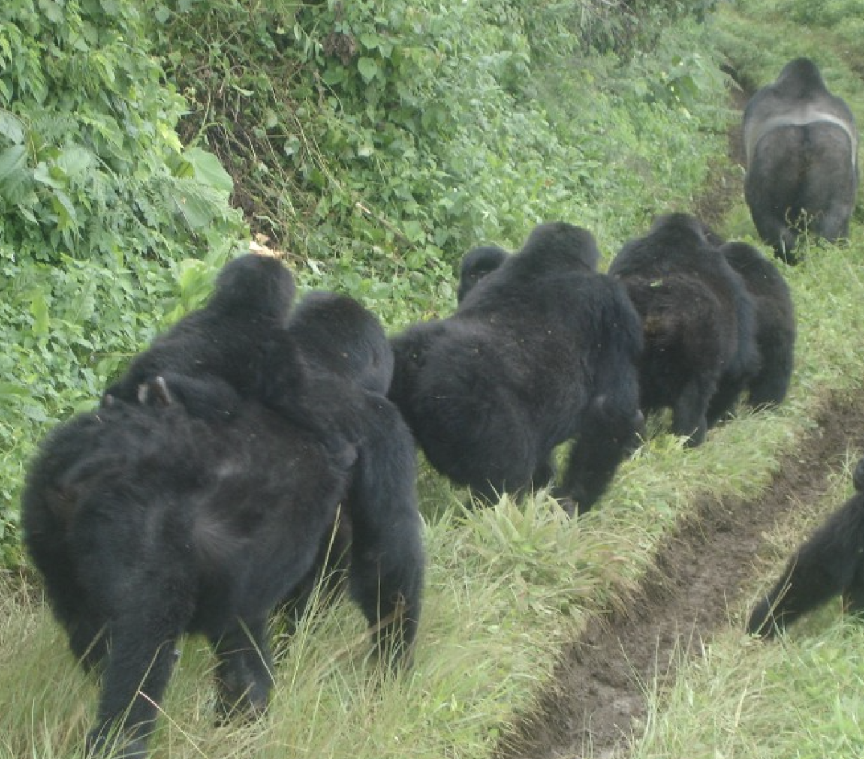 Kahuzi-Biega-Itombwe Wildlife Corridor