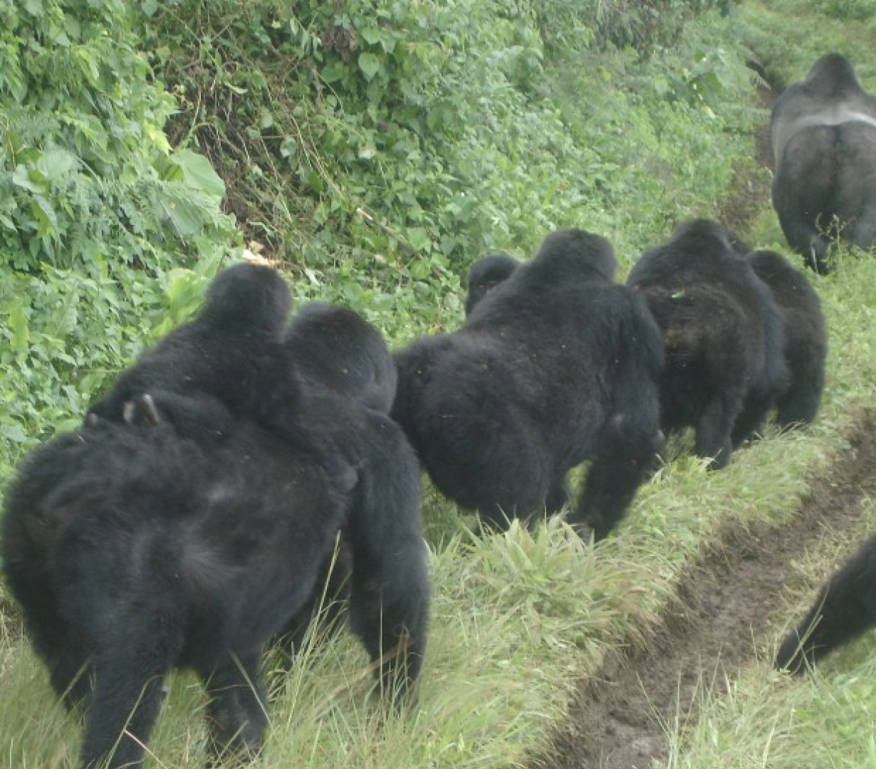 Gorilla Wildlife Corridor