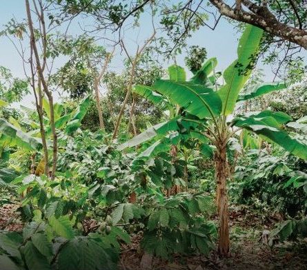 Advancing Cacao Agroforestry