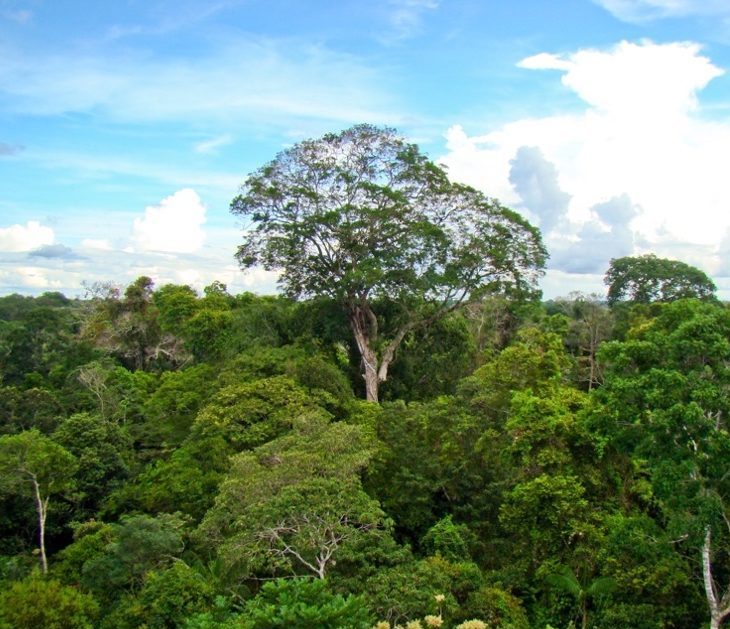 Developing Forest-Based Economies