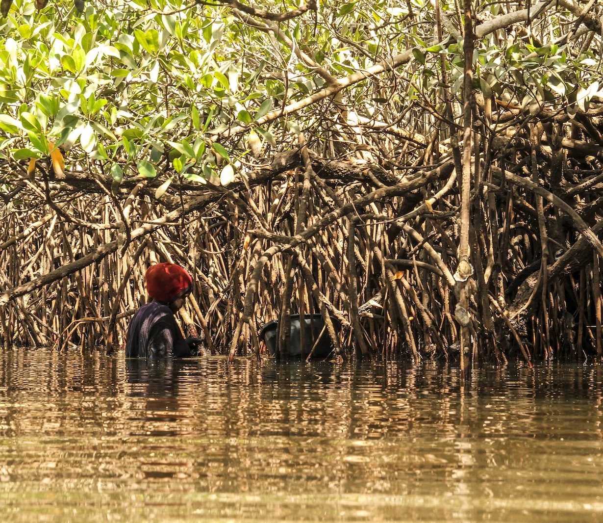 Blue Carbon in West Africa