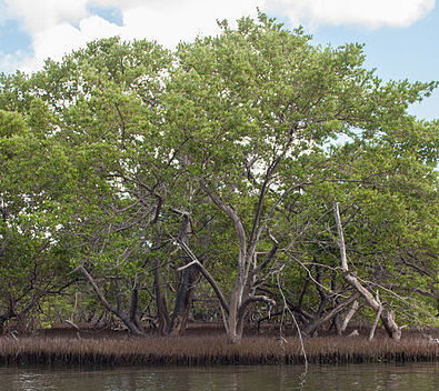 Enabling Blue Carbon Development