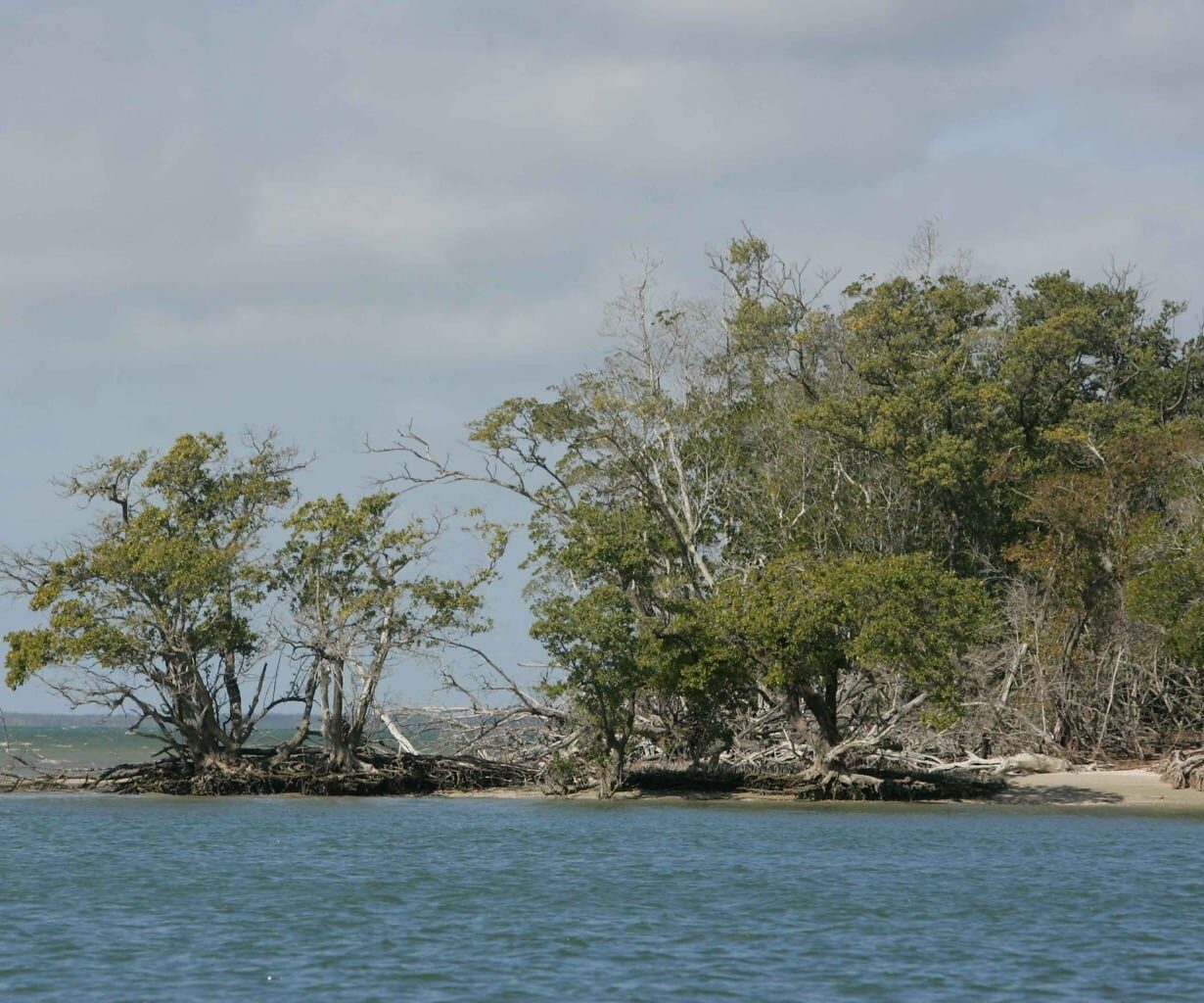 Enabling Blue Carbon Development
