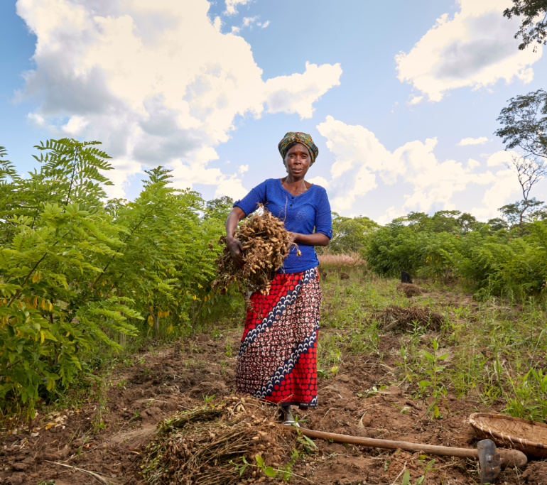 Regenerative Agriculture in Zambia