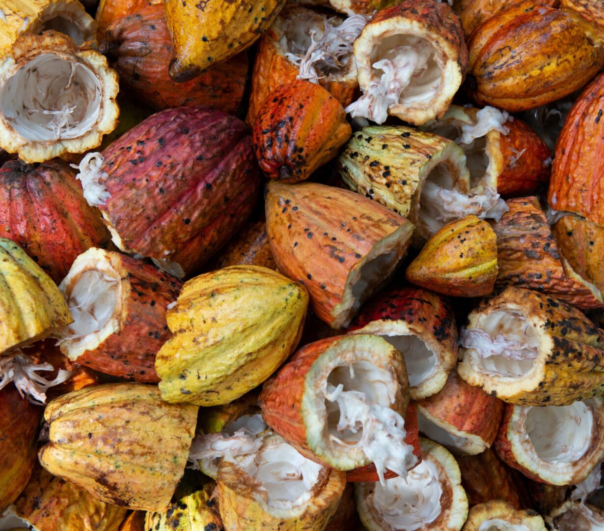 Dynamic Agroforestry in Cacao