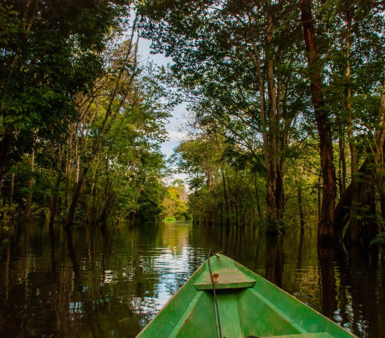 Forests, People, Climate
