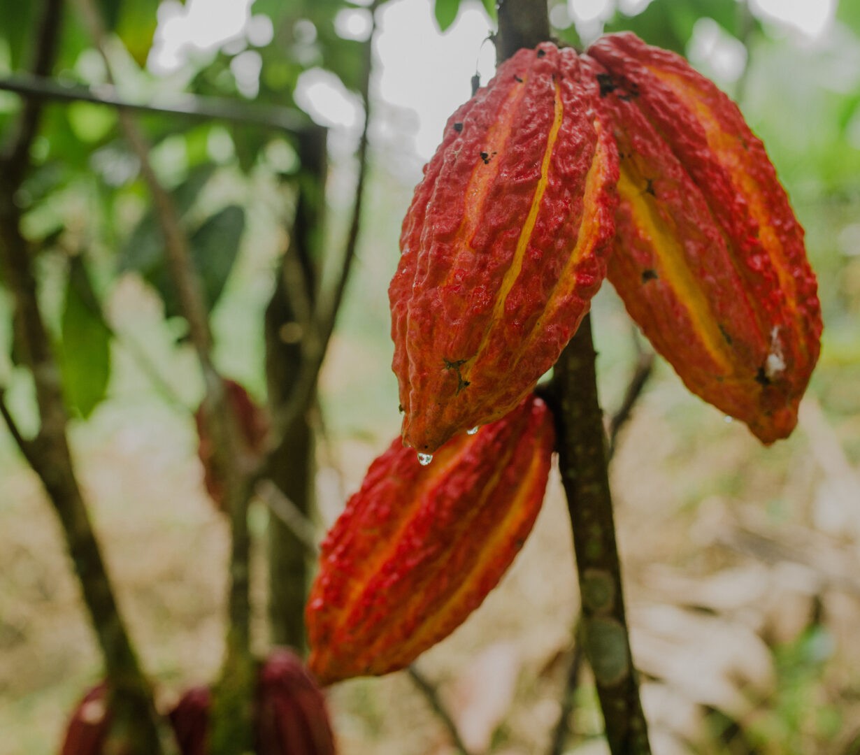 Financing Regenerative Cocoa